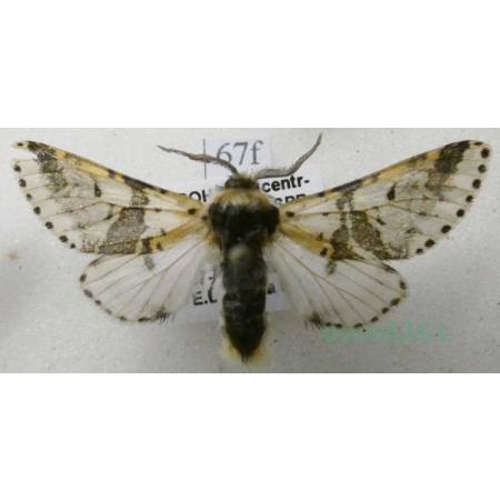 Furcula bicuspis (Borkhausen, 1790) male Widłogonka dwurożka Czech67f